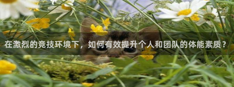 k1体育链接多少：在激烈的竞技环境下，如何有效提升个人和团队的体能素质？
